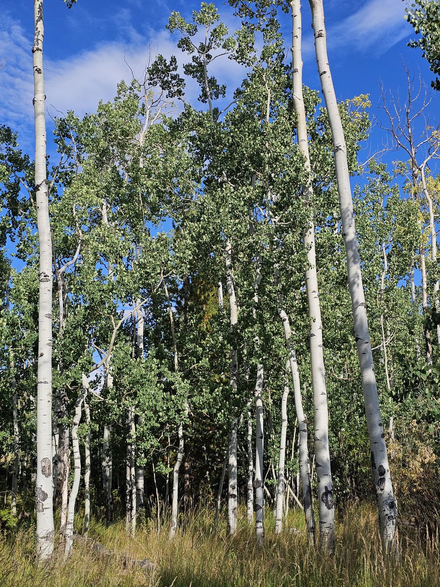 Tomorrow is #MonthlyEarthDay in case you didnt know!

This month I funded 2,000 trees to be planted with the help of <a href="/JMustapher89654/">Mr treeLover</a>.

Supporting MED is as easy as you want it to be. Join us tomorrow for the real deal and our big 24 livestream!