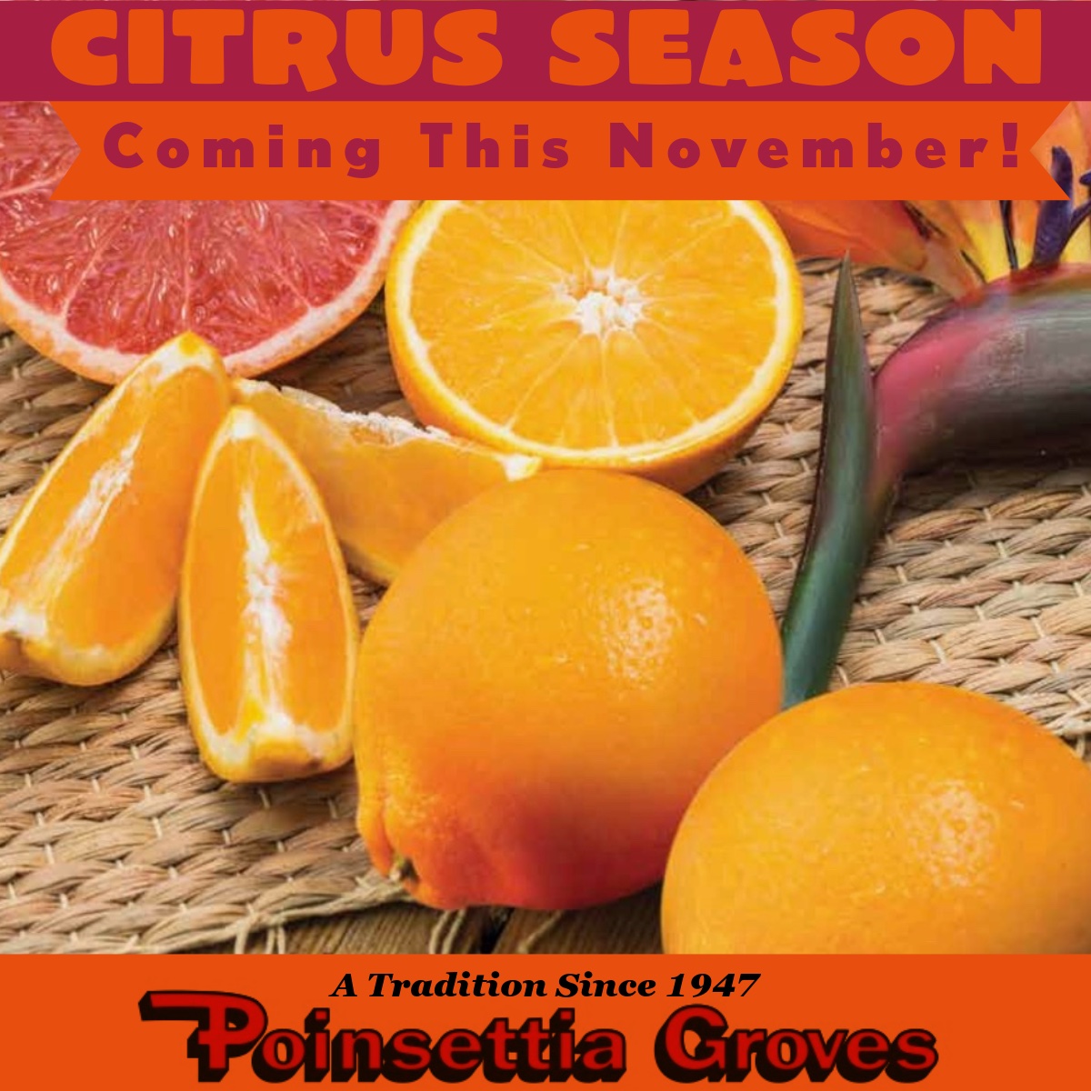 Something special to look forward to! #poinsettiagroves