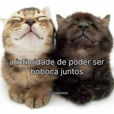 perfil dedicado a gatinhos e peitos (@odeiootaco) on Twitter photo 