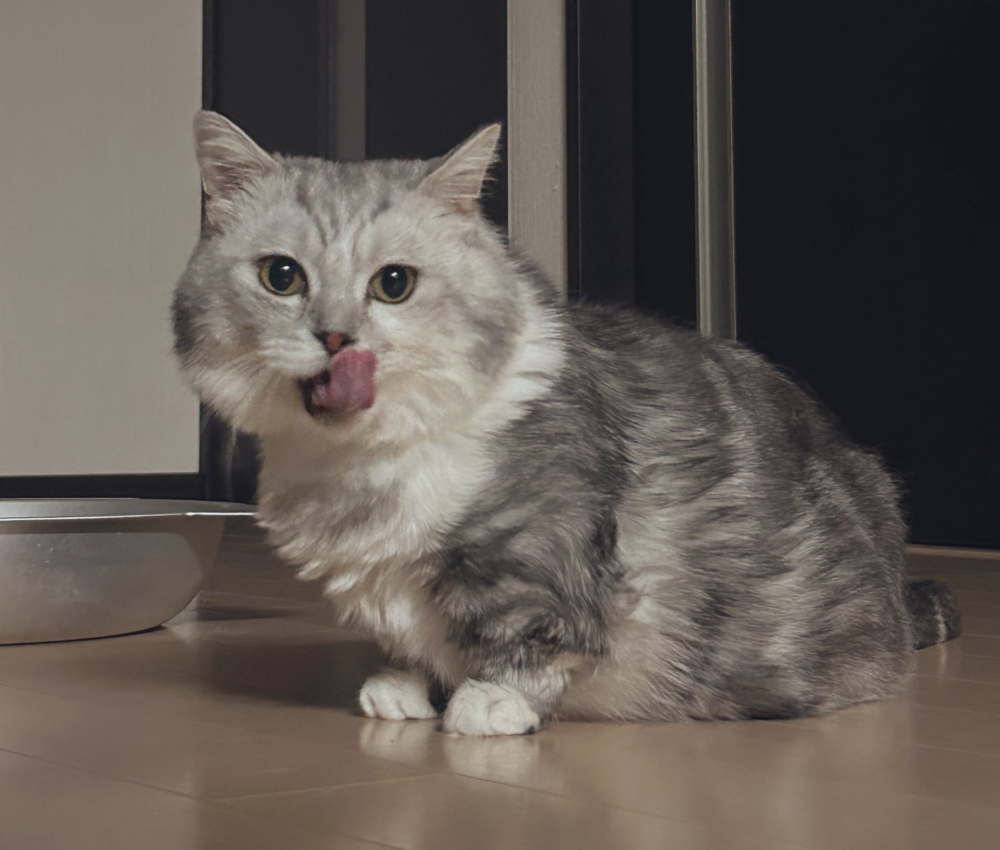 猫好 和生on X: 