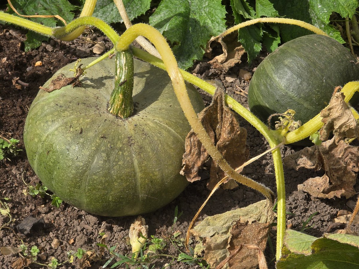 katerina7711's tweet image. #plot 5 #allotment #teddybearsunflowers #squash #pumpkins #buffalo #growyourown #gardening #wonderful