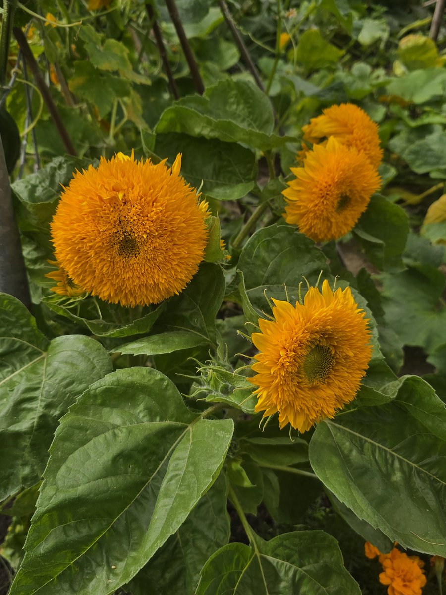 katerina7711's tweet image. #plot 5 #allotment #teddybearsunflowers #squash #pumpkins #buffalo #growyourown #gardening #wonderful