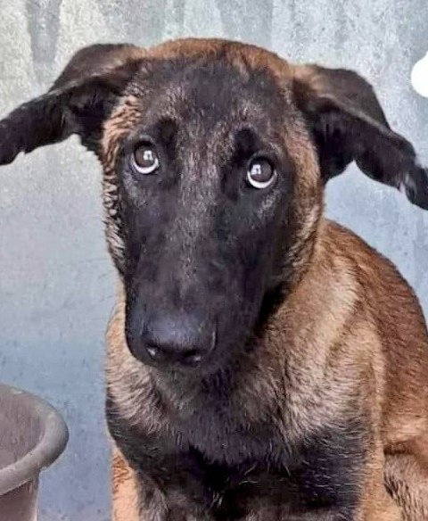 Erta2017's tweet photo. #Adopta ❣️ #Acoge ❣️#Rescata ❣️#Esteriliza❣️
❣️#Chipa ❣️#Ayuda
❣️#NuncaAbandones
Nos necesitan https://t.co/dMTbHn5CYe
