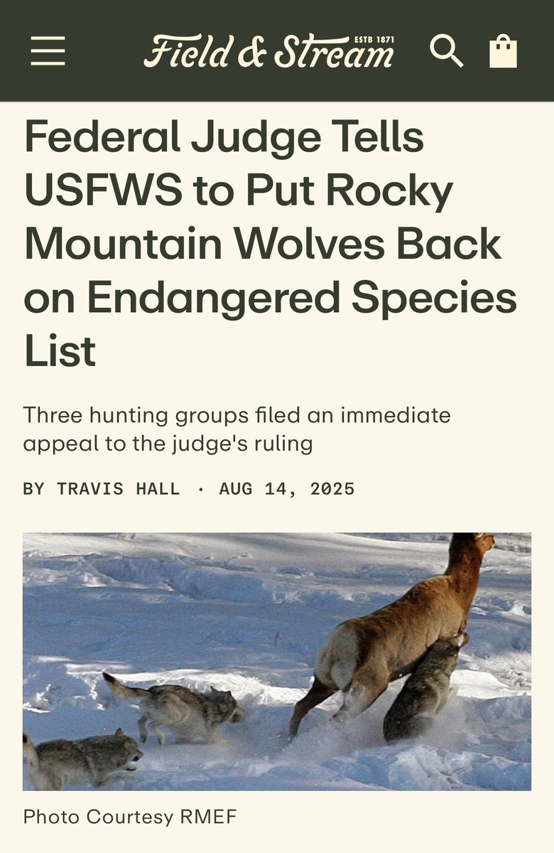 _Travis_Hall's tweet photo. Wolves are back in the news. Link to full article below. https://t.co/S9ODAxNhqV