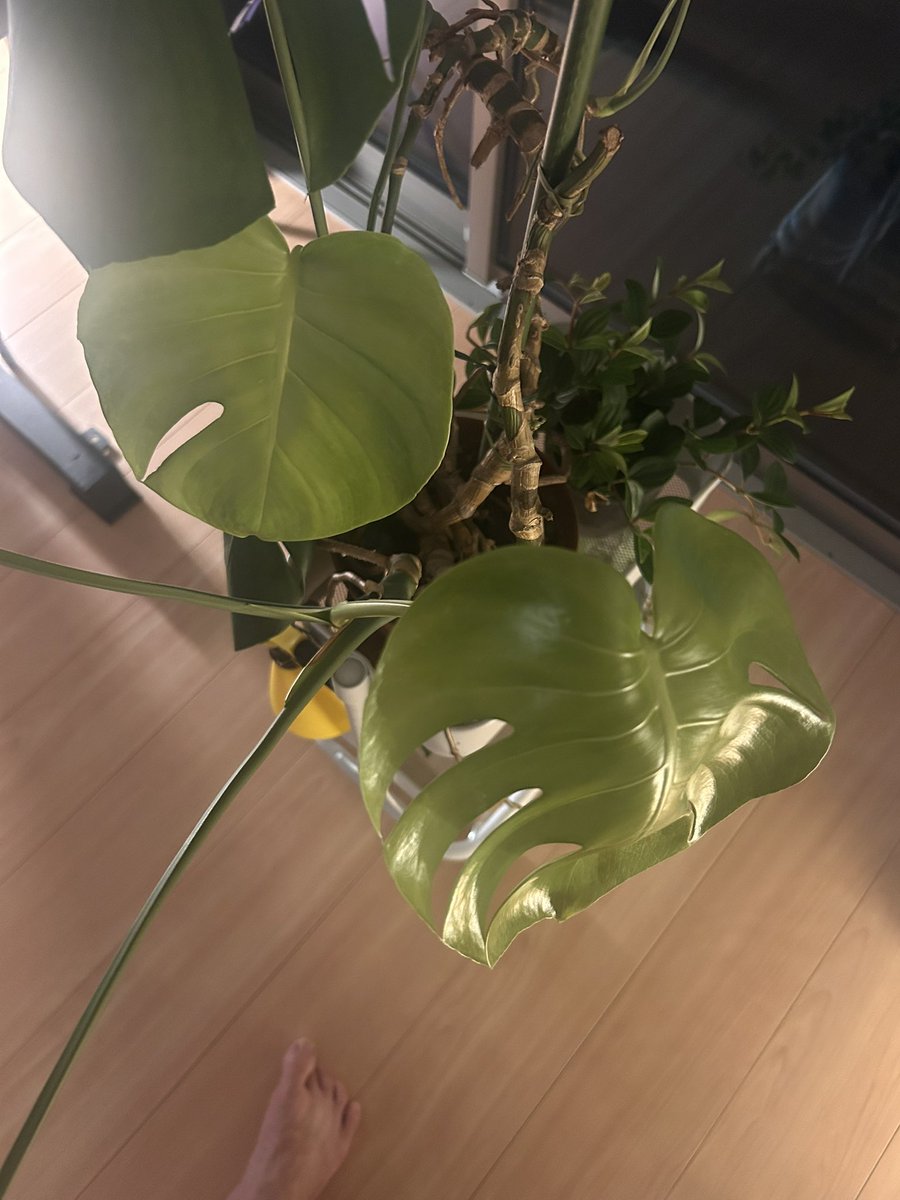 ツヤツヤの新葉が✨✨