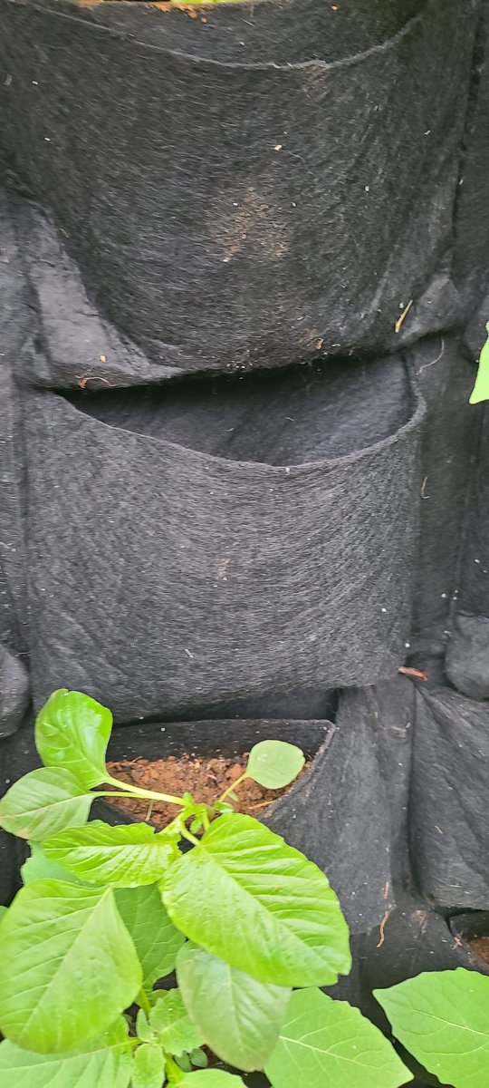 ndogofarm's tweet photo. This are wall vertical gardens. They are suitable for converting walls into gardens. 
-Dimensions:1m by 1m
-Price:Ksh 3,000 inclusive of potting soil.
Incase you're interested kindly Whatsapp us on 0794311838.
#CHAN2024 https://t.co/tMrgh39Xnx