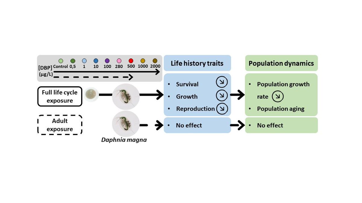 Now published in Peer Community Journal, #ecotoxicology and #environmentalchemistry section: Effects of dibutyl phthalate (DBP) on life history traits and population dynamics of Daphnia magna: comparison of two exposure regimes
buff.ly/t8Kkm8r