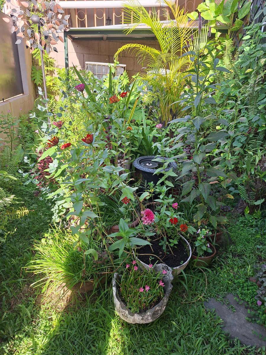 hkretschmer's tweet photo. I learned through Gardeners' World that placing pots close together creates a microclimate...and it really does!!  
After some time, tree ferns nd other plants appeared by their selves in my small urban potted oasis.

@GWandShows @GWmag #gardenersworld #Honduras #garden https://t.co/a1rNyAKEgB