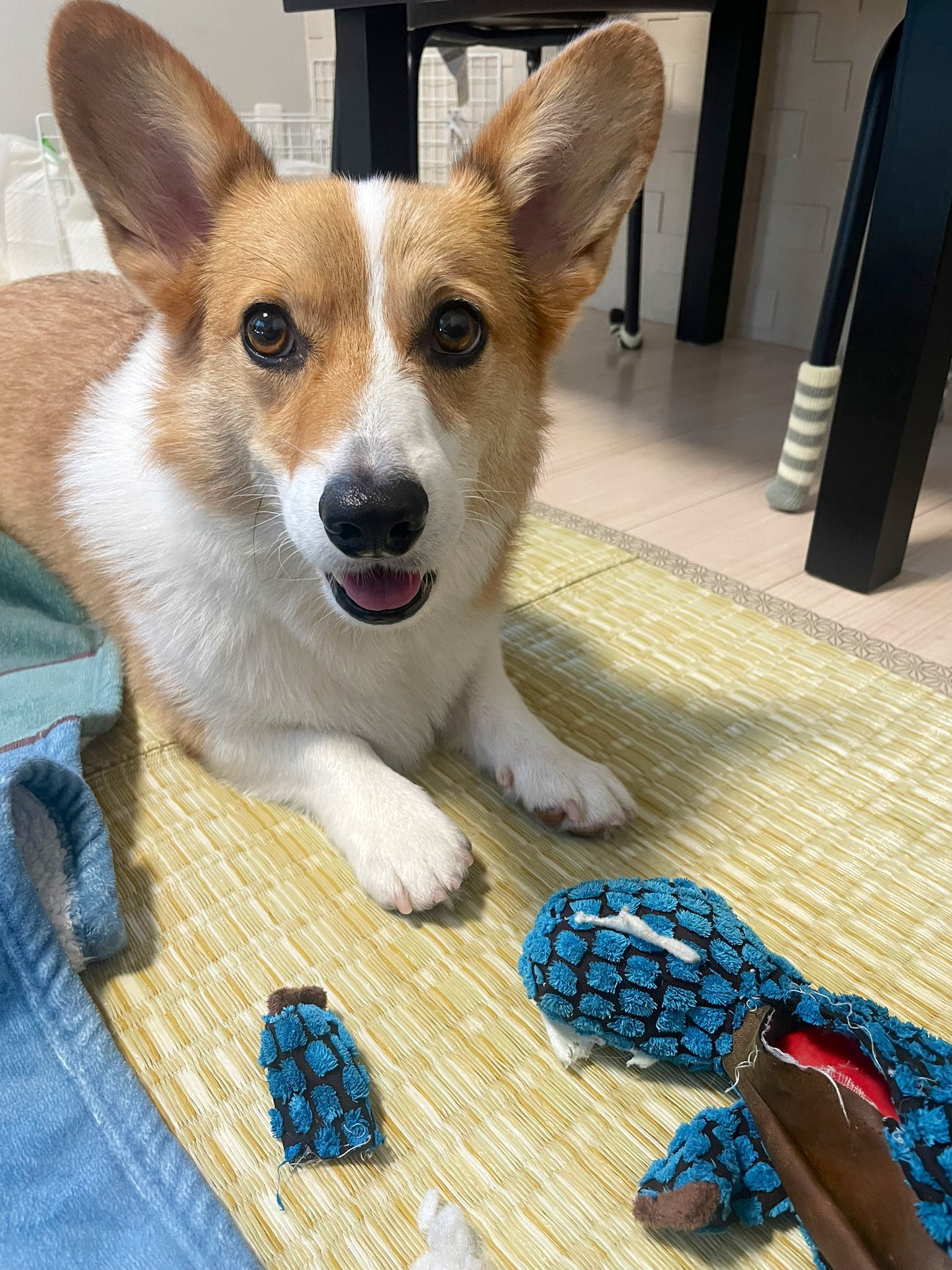 CORGI コーギー　 100周年　フライトコレクション　ライト兄弟 Amazon.co.jp: CORGI コーギー 100周年 フライトコレクション