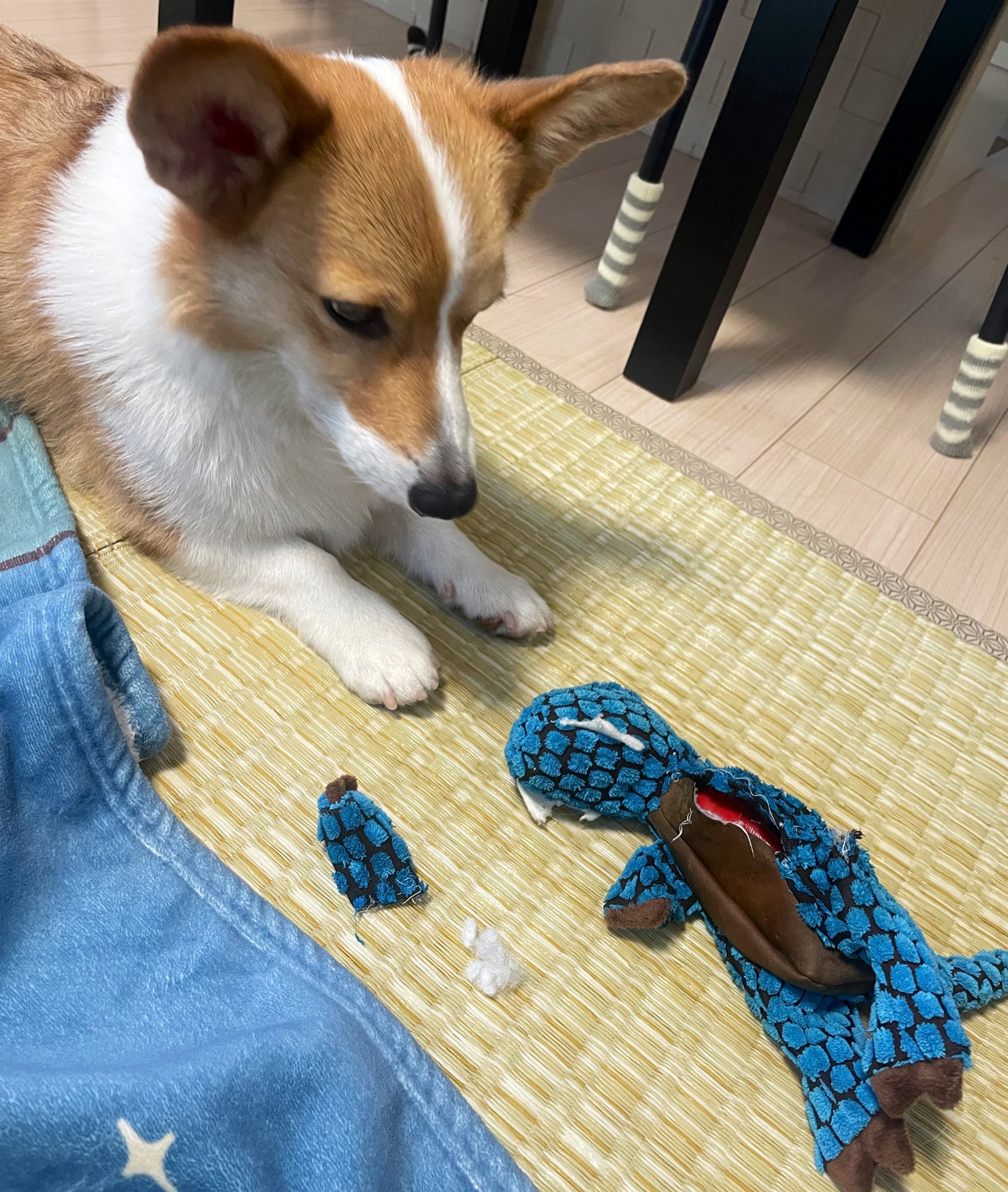 CORGI コーギー　 100周年　フライトコレクション　ライト兄弟 Amazon.co.jp: CORGI コーギー 100周年 フライトコレクション