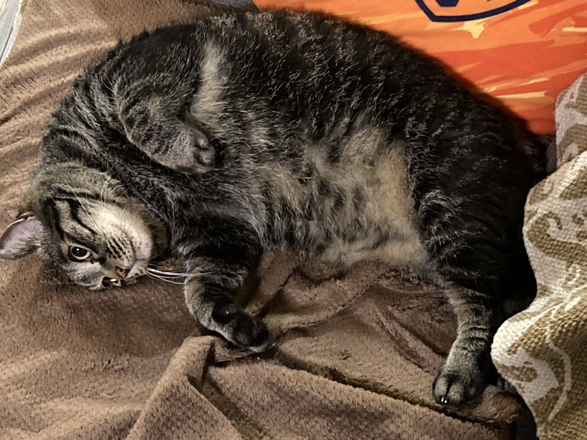spulse55rock's tweet photo. うちの猫様もまぜてください
 #エスパルスねこ部 https://t.co/2VRppHU01J