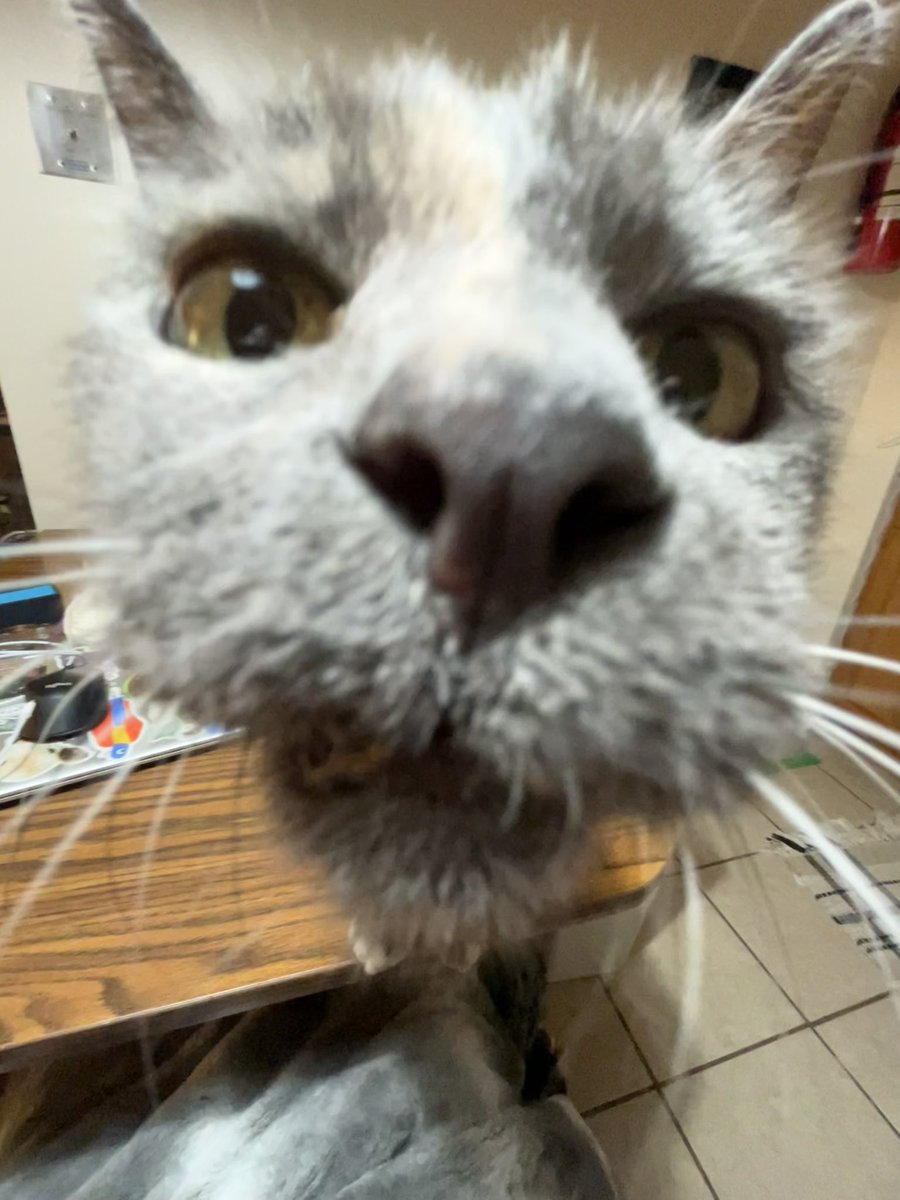 Granit3cat's tweet photo. I decided that I was going to do something nice for my landlord and wake him up by making biscuits on his face. Instead of showing appreciation for such a kind gesture he started to act like I was clawing at his face or something 😾 https://t.co/mPSqSKgs7g