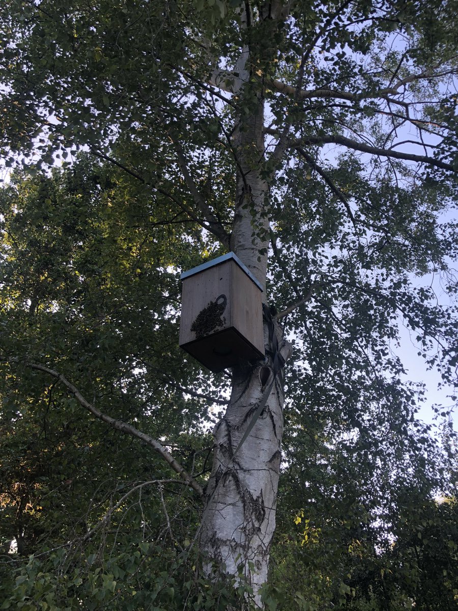 #dtv er hangen enkele van deze kasten op een rij bij de Hellegatsplaten <a href="/staatsbosbeheer/">Staatsbosbeheer</a>. Op een kast zat een kluwen met bijen bij de dunne platte opening. Ik denk dat de bijen de kast onbedoeld gebruiken, maar geen idee waarvoor dan wel?