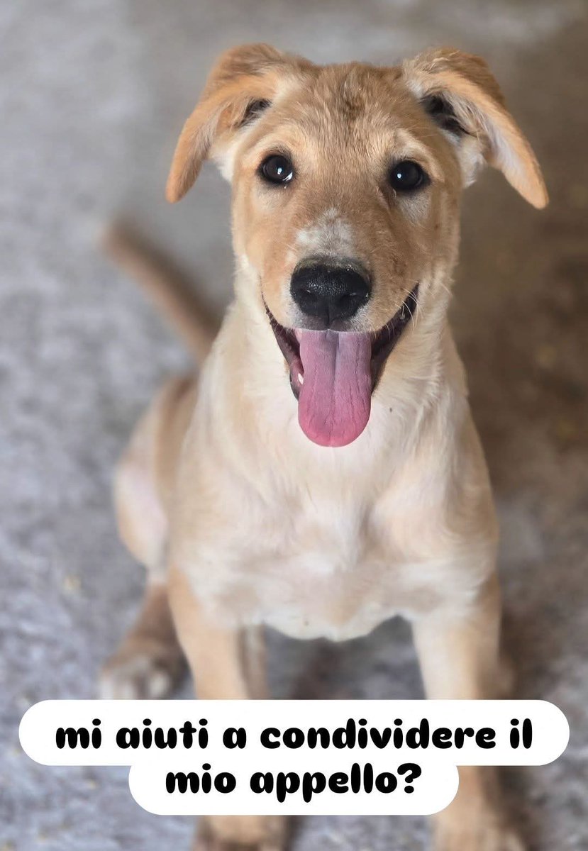 Menta sarà trasferita in un brutto canile, ha 3 mesi mix labrador taglia medio grande da adulta. Va d'accordo anche con i gatti.
Puglia. Whatsapp 
☎️3791736769
☎️389 150 4436 
#21agosto2025 
#Leoncavallo 
#UdeChile