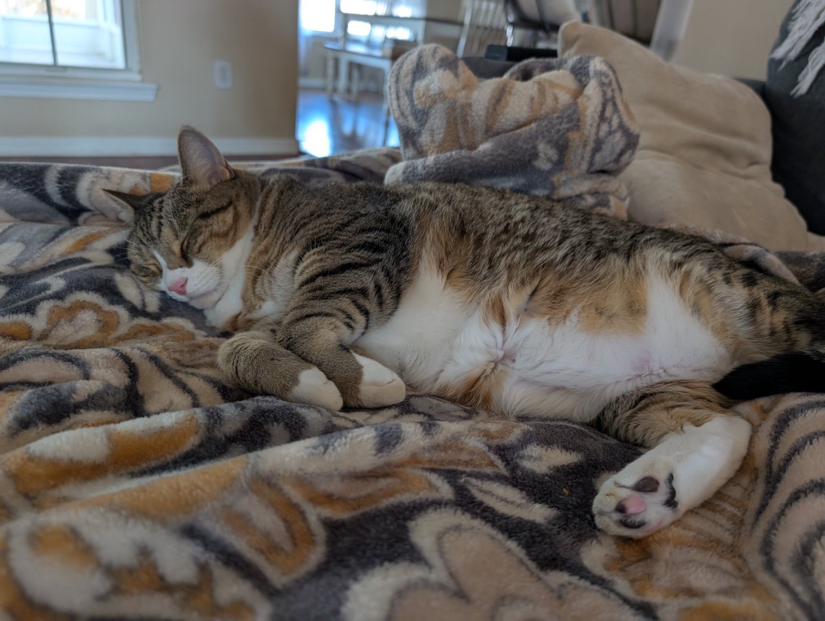 boomerlynne's tweet photo. ✅ full belly ✅ quiet house ✅ no responsibilities https://t.co/J20ATp9mHS