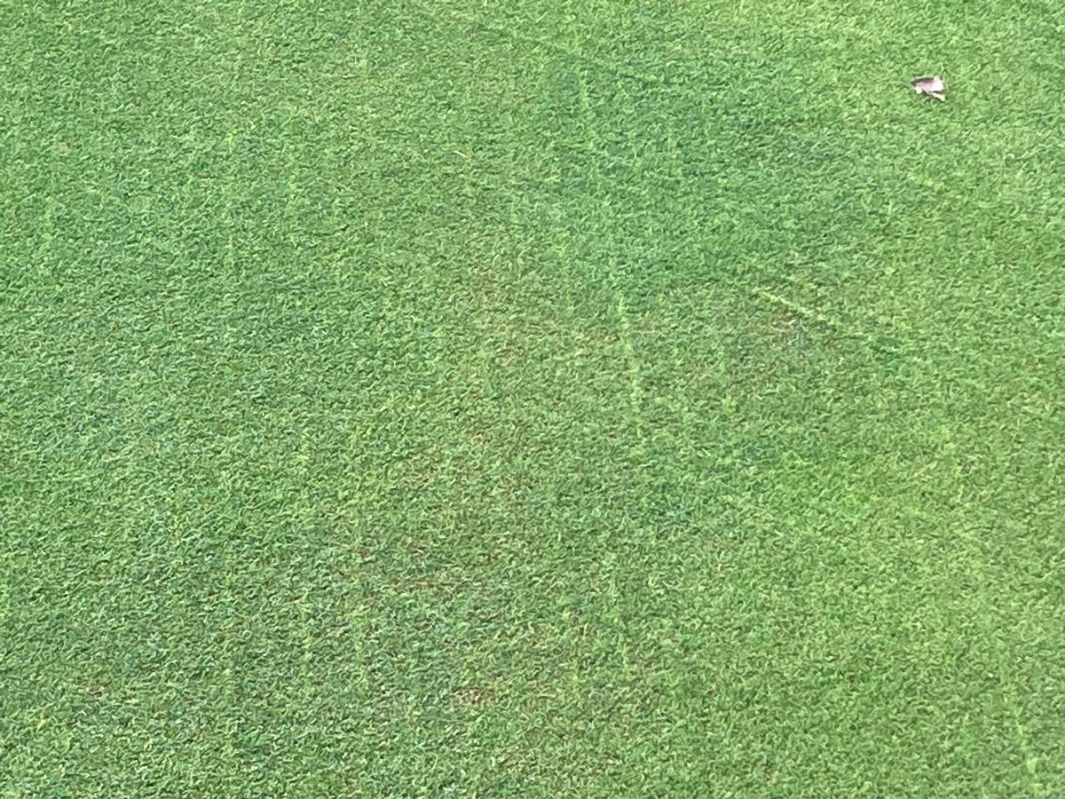ReGen Amenity (@regenamenity) on Twitter photo Great strike from seed sown via the Turf Buddy last week <a href="/GriffithsTurf/">Griffiths Turf Machinery</a> #recovery #happycustomer Great strike from seed sown via the Turf Buddy last week <a href="/GriffithsTurf/">Griffiths Turf Machinery</a> #recovery #happycustomer