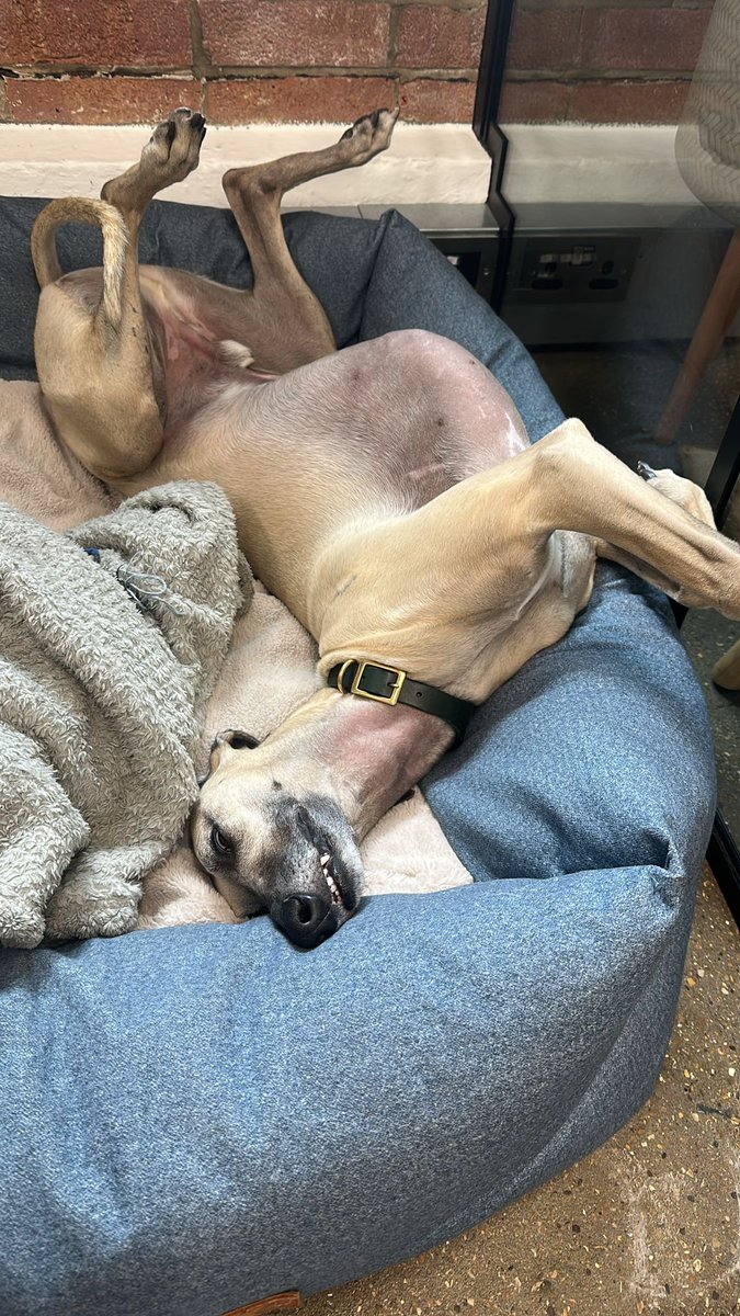 Monty needed a nap after the run