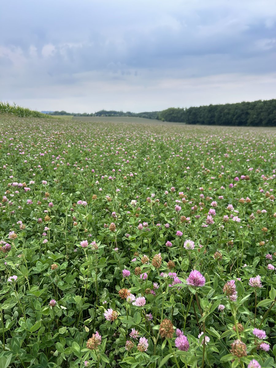 peteraposjme's tweet image. Jetel luční. Letos vypadá výborně.