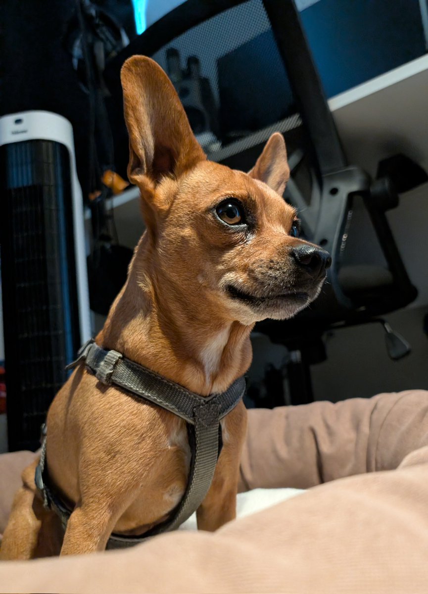 3 days with Brutus the Chihuahua 😍