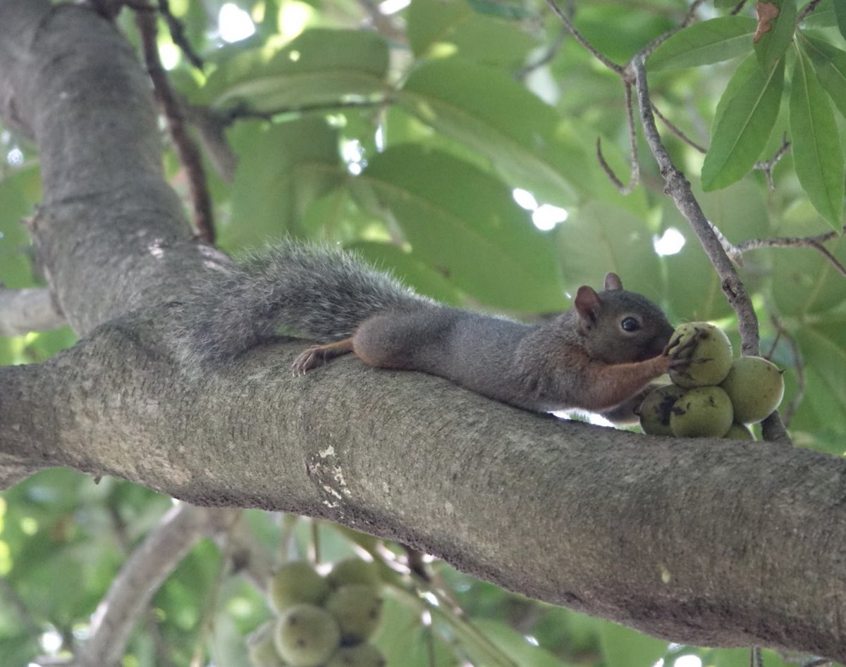 kee4kee4's tweet photo. 今日もおつでした🐿 https://t.co/tvKGLfZpue