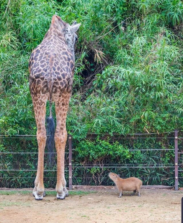 CapybaraCountry's tweet photo. Tall friend https://t.co/SE1MQ72AqI