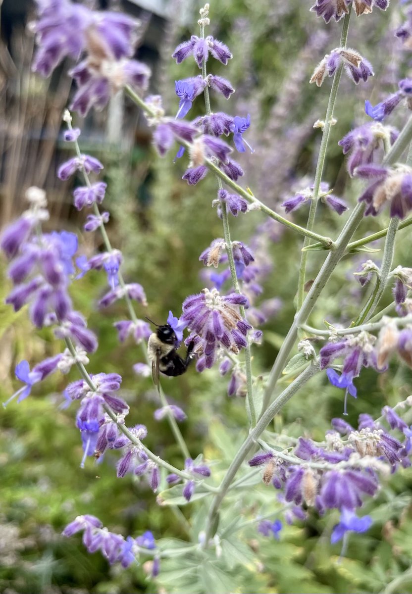 Love for the bees on #insectthursday. They love my Russian Sage. #savethebees ⁦<a href="/DavidMariposa1/">David</a>⁩