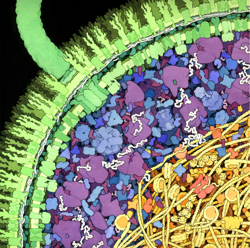 I'm (slowly) writing the book I've been thinking about for the last 3+ years.

Nothing official yet, but I'm hoping to write a deeply mechanistic and interactive, Bartosz Ciechanowski-style book about how a single E. coli cell works.

It will cover DNA, transcription, signaling,