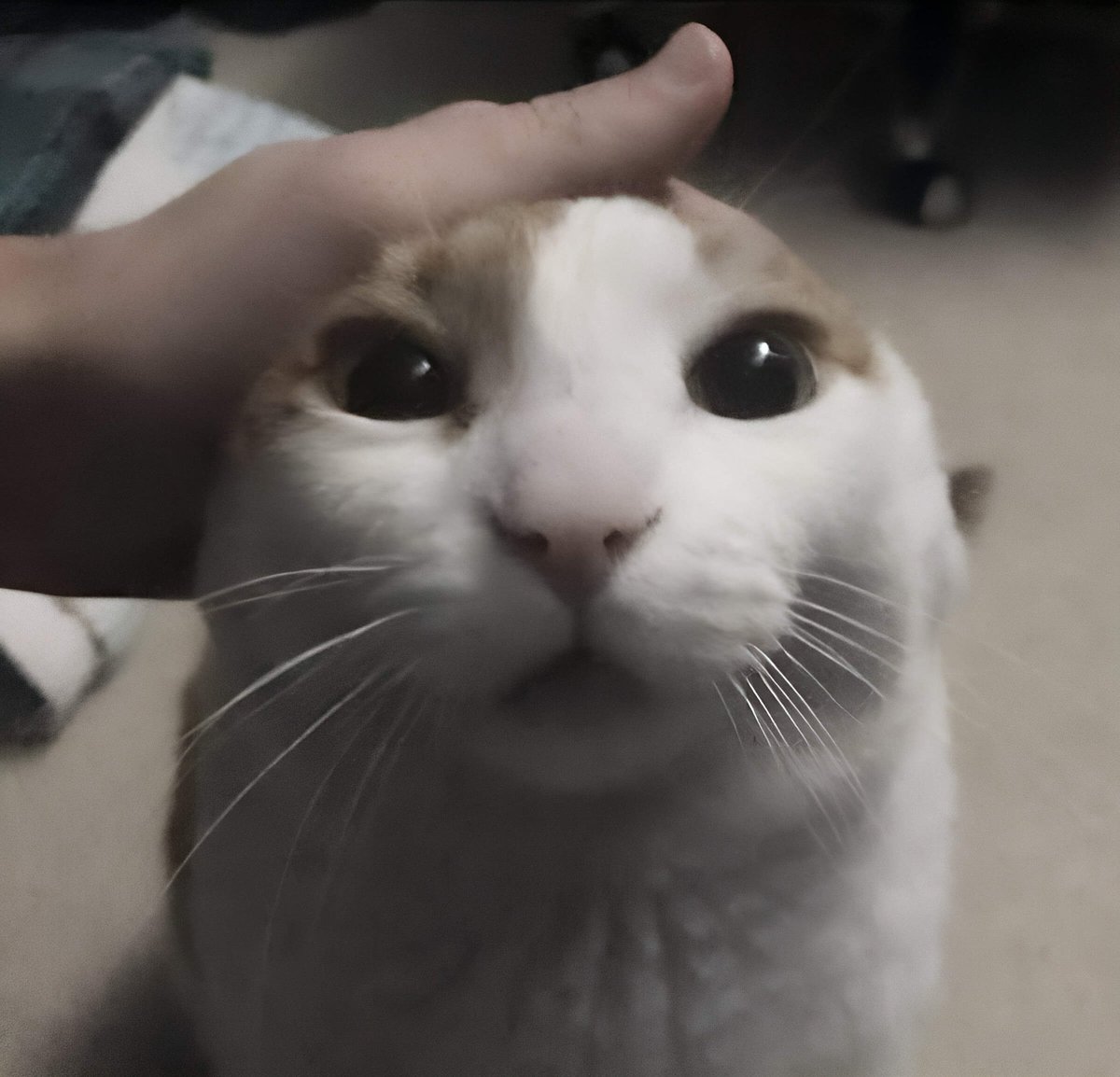 Mis amigos acariciándome por última vez antes de no volver a verme ni saber nada más de mi antes del 4 de septiembre QUE SALE HOLLOW KNIGHT SILKSONG