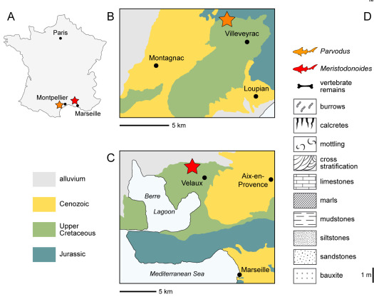 PaleontologieFr's tweet image. Des #fossiles de #requins🦈 #hybodontes du Sud de la France🇫🇷 montrent qu'ils survivaient encore dans quelques rivières et lagunes d’Europe il y a ~80 Ma. Dispersés, ils étaient déjà rares juste avant leur extinction à la fin du #Crétacé.
#Hybodontidae

📰doi.org/10.1016/j.cret…
