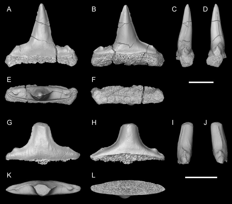 PaleontologieFr's tweet image. Des #fossiles de #requins🦈 #hybodontes du Sud de la France🇫🇷 montrent qu'ils survivaient encore dans quelques rivières et lagunes d’Europe il y a ~80 Ma. Dispersés, ils étaient déjà rares juste avant leur extinction à la fin du #Crétacé.
#Hybodontidae

📰doi.org/10.1016/j.cret…