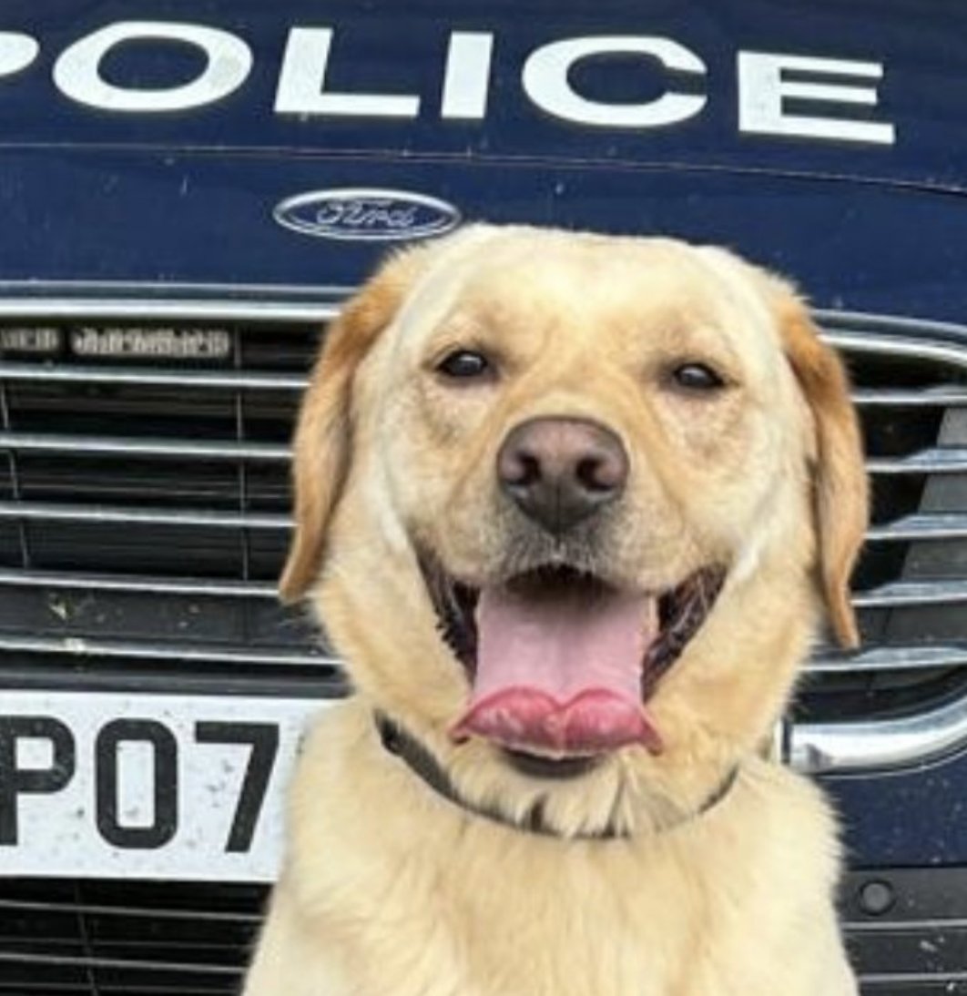 Police Mutual (@policemutual) on Twitter photo Pawsome news - Aston, one of the hero hounds <a href="/LancsPolDogUnit/">Lancs Police DogUnit</a>, celebrated his 4th birthday recently. We hope there was lots of cake and biccies to go around, Aston!
orlo.uk/P5T1C Pawsome news - Aston, one of the hero hounds <a href="/LancsPolDogUnit/">Lancs Police DogUnit</a>, celebrated his 4th birthday recently. We hope there was lots of cake and biccies to go around, Aston!
orlo.uk/P5T1C