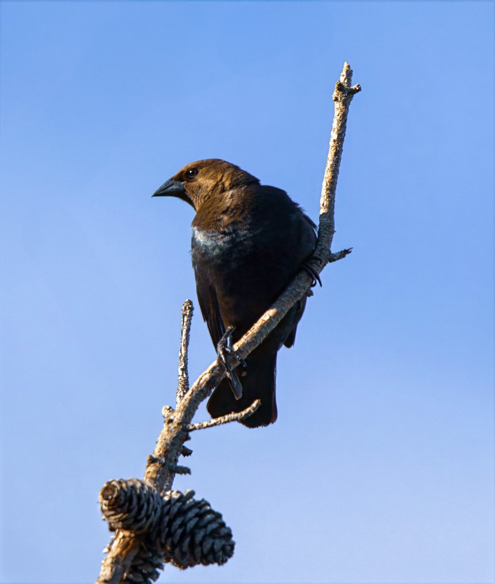 Brown-headed cowbird perched at the top of a pine tree. 
#birding
#birdphotography