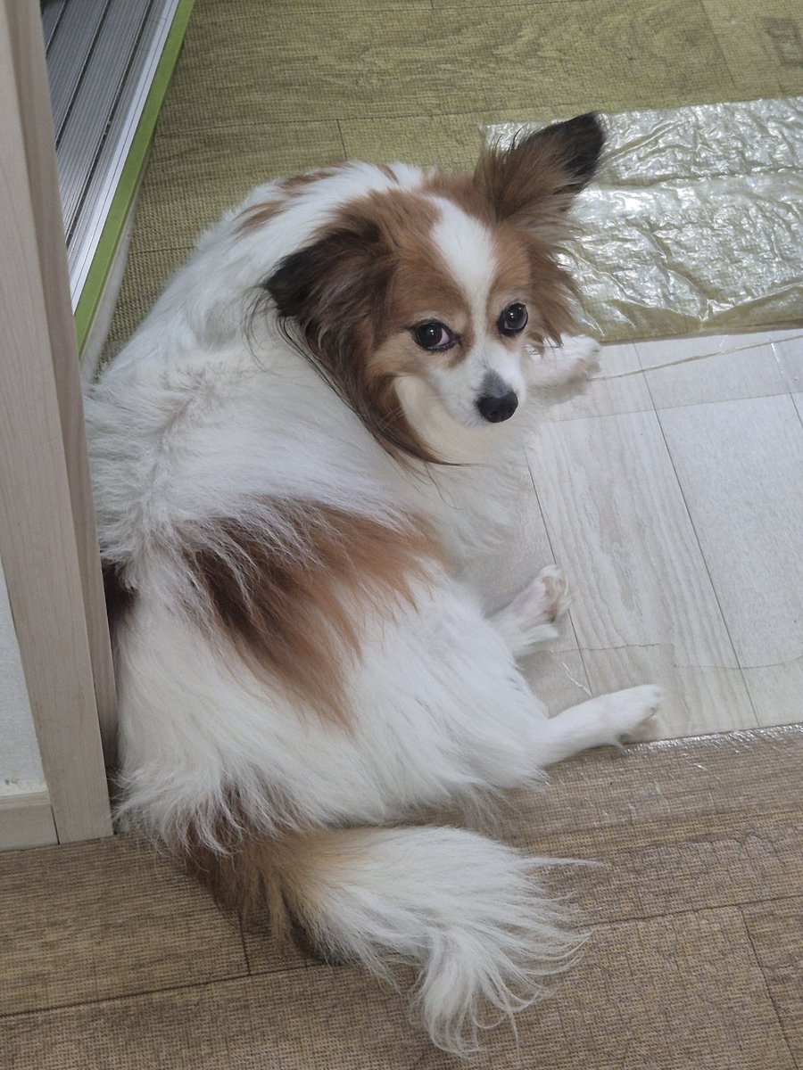 악착같이 바닥에 누워계심