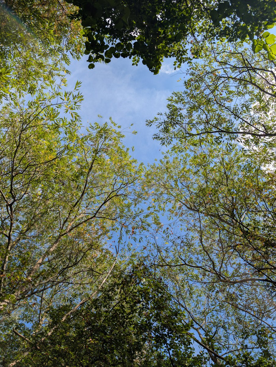 This is your mid-week reminder to look up ☀🌳