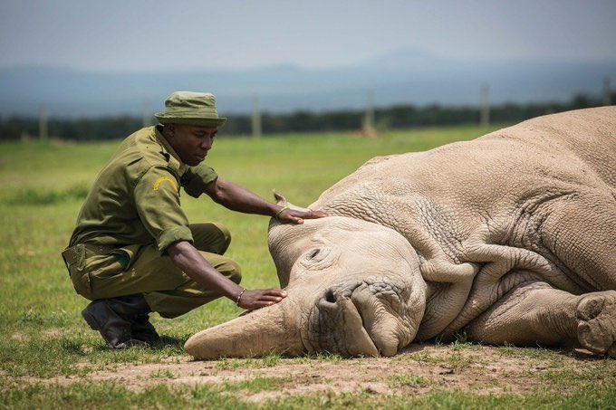 23. Saying goodbye to a subspecies, the very last male Northern White Rhino. 

It survived 55 million years &amp; saw ice ages, earthquakes, meteor strikes &amp; was a testament to innumerable historical changes on the planet. It could not survive humans.