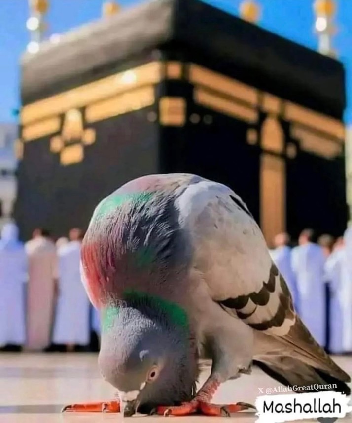 Sorry for disturbing your scrolling. 

May Allah bless you financially