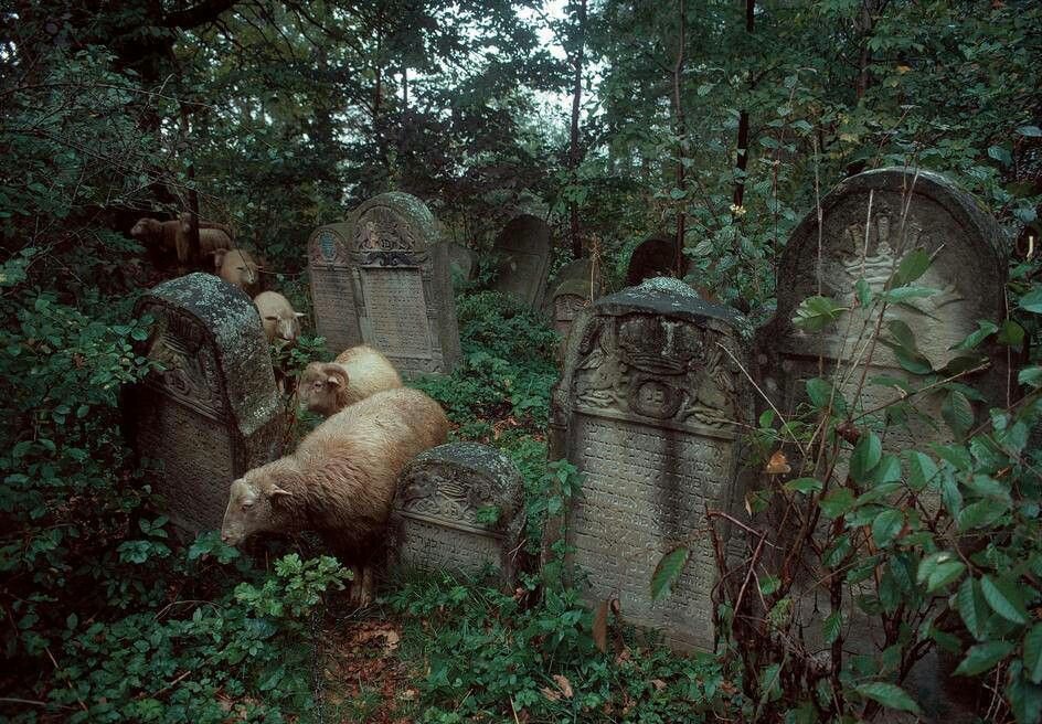 Frogmouth (@yumcarton) on Twitter photo 