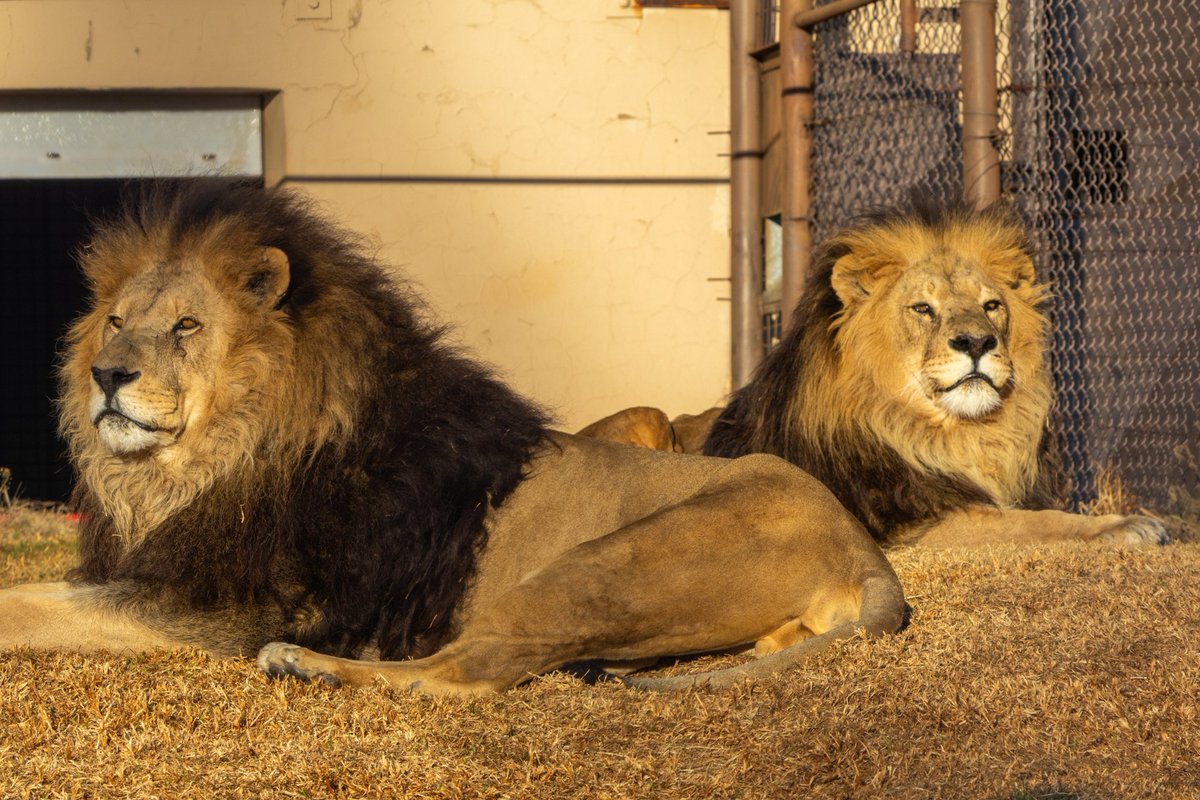 FOUR PAWS South Africa (@fourpawsza) on Twitter photo Samson & Maru were rescued from a Romanian zoo, bred for cub petting and photo opportunities. They now thrive at LIONSROCK Big Cat Sanctuary.  
 
Guess which one is the playful lion and which is the sleepy one! 🦁
 
Comment below ⬇️
© FOUR PAWS Samson & Maru were rescued from a Romanian zoo, bred for cub petting and photo opportunities. They now thrive at LIONSROCK Big Cat Sanctuary.  
 
Guess which one is the playful lion and which is the sleepy one! 🦁
 
Comment below ⬇️
© FOUR PAWS
