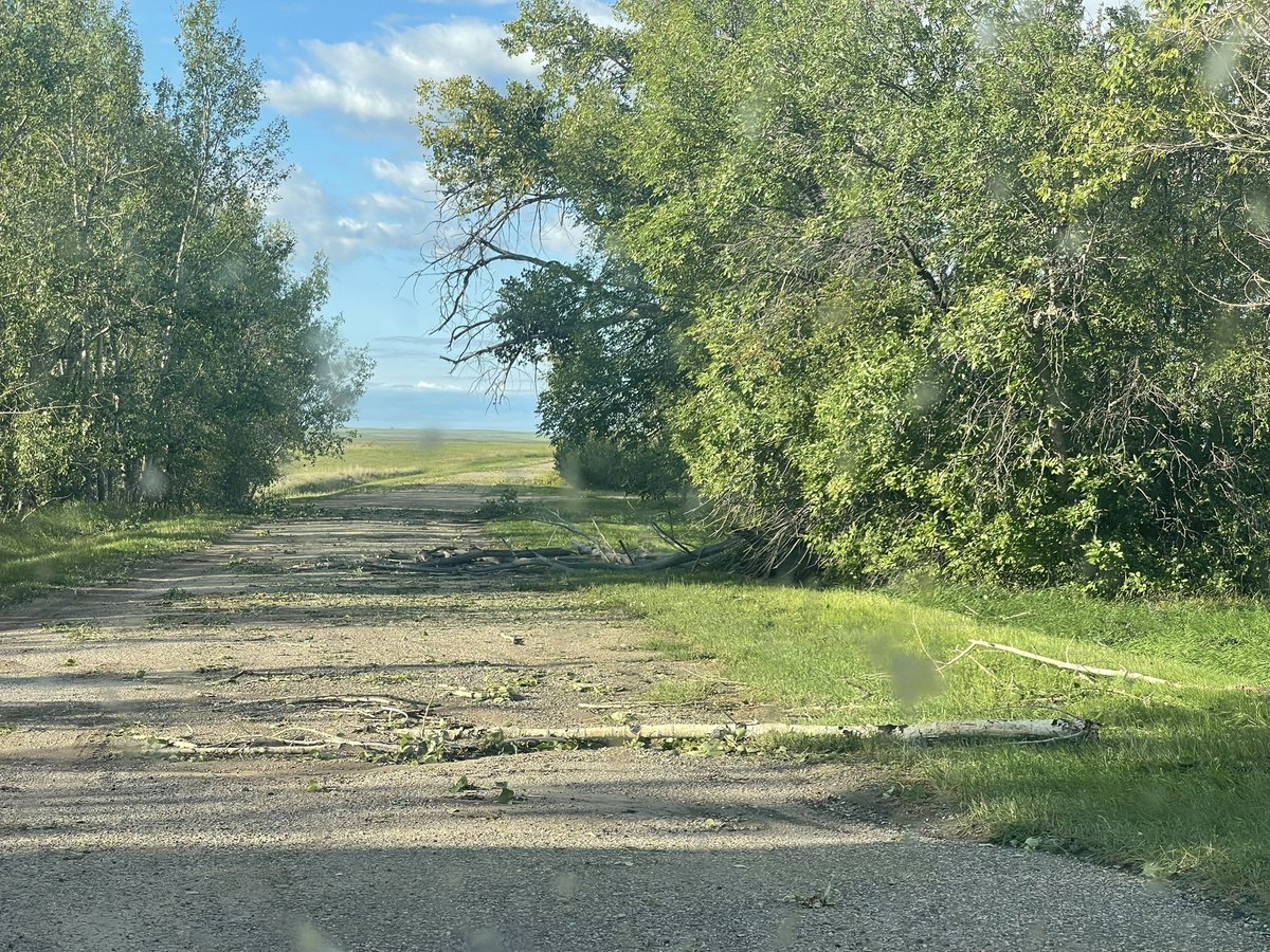 Substantial crop loss in Mendham area from last night #skstorm as well as hail shred and broken trees