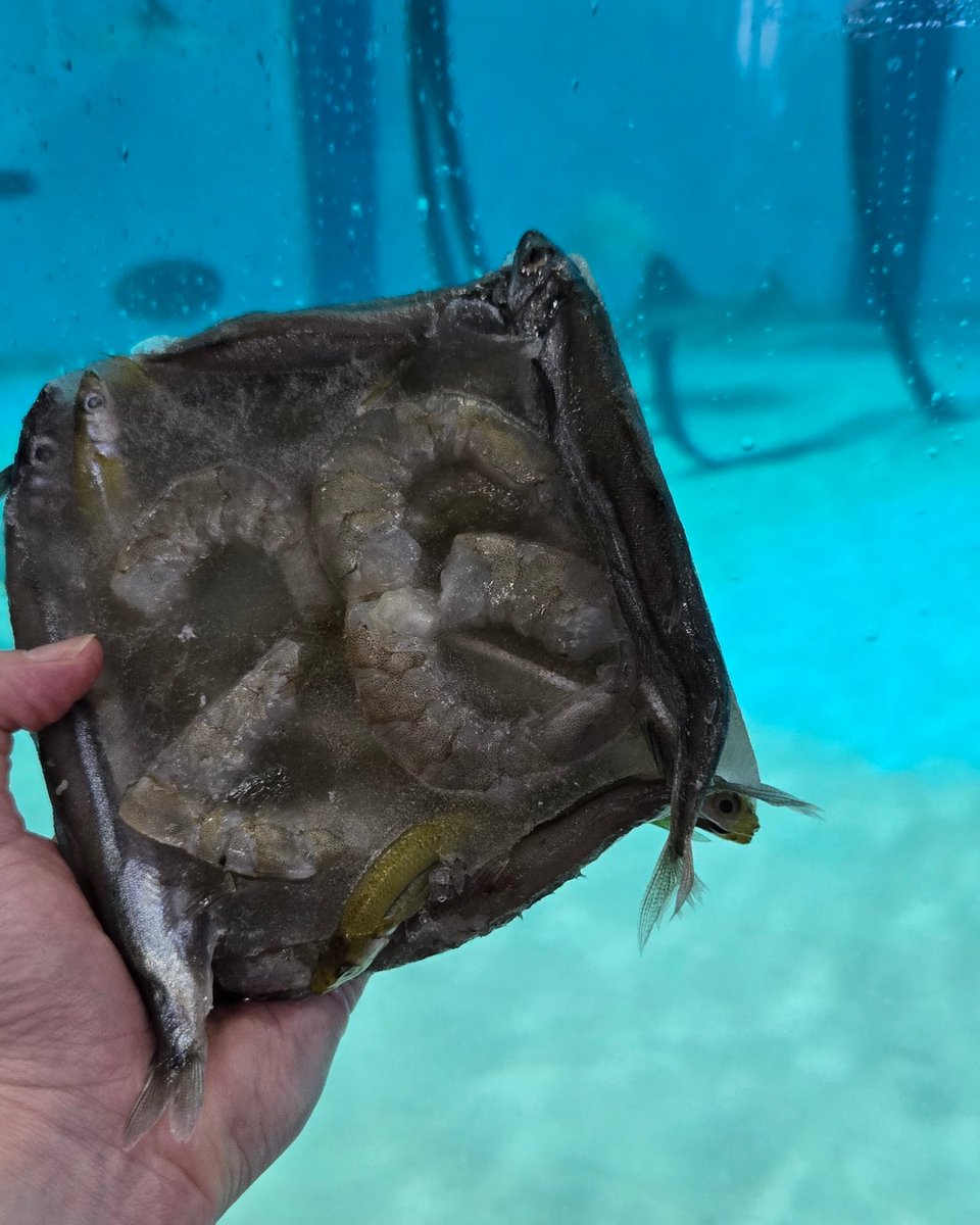 NEAQ's tweet photo. Happy 26th birthday to Mystic, our retired #CownoseRay at our Quincy #AnimalCare Center! 🥳
Mystic joined the Aquarium in 2008 and spent many years living in the Giant Ocean Tank. Today, she’s enjoying her retirement in Quincy, where our team ensures she's happy and healthy! https://t.co/DQJvP9vqVu