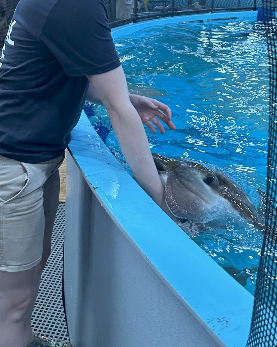 NEAQ's tweet photo. Happy 26th birthday to Mystic, our retired #CownoseRay at our Quincy #AnimalCare Center! 🥳
Mystic joined the Aquarium in 2008 and spent many years living in the Giant Ocean Tank. Today, she’s enjoying her retirement in Quincy, where our team ensures she's happy and healthy! https://t.co/DQJvP9vqVu