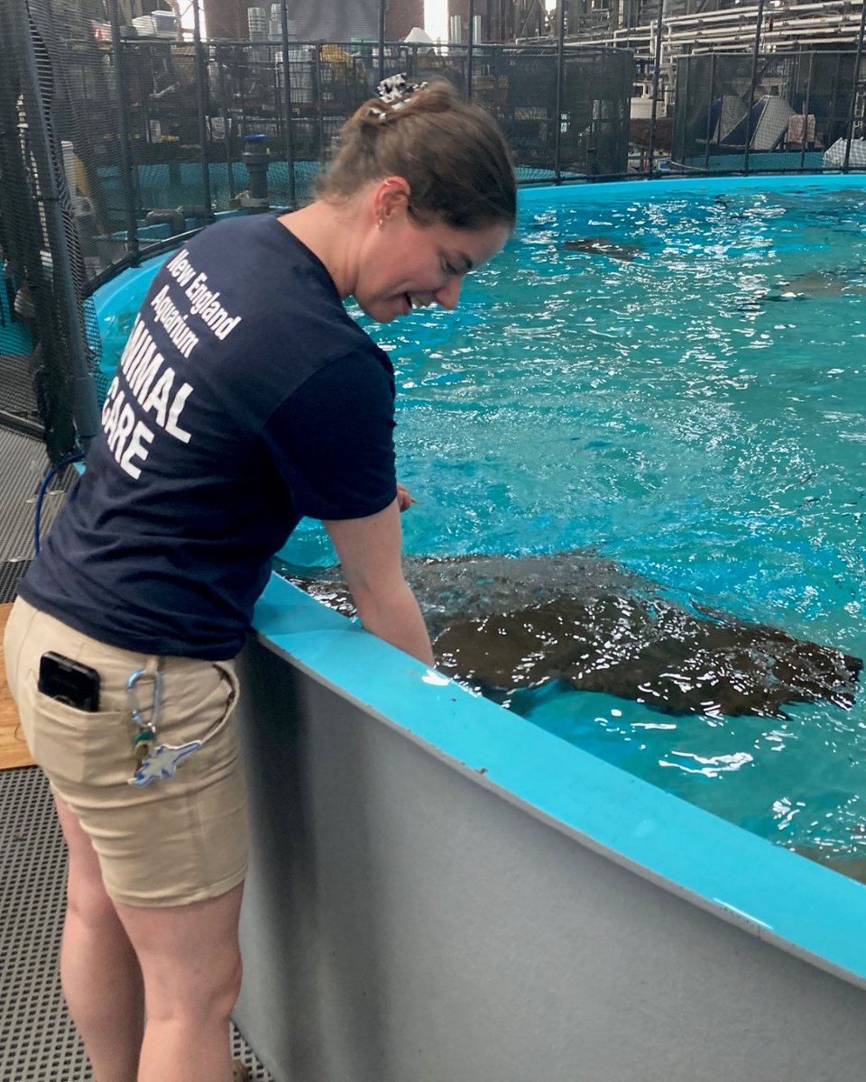 NEAQ's tweet photo. Happy 26th birthday to Mystic, our retired #CownoseRay at our Quincy #AnimalCare Center! 🥳
Mystic joined the Aquarium in 2008 and spent many years living in the Giant Ocean Tank. Today, she’s enjoying her retirement in Quincy, where our team ensures she's happy and healthy! https://t.co/DQJvP9vqVu