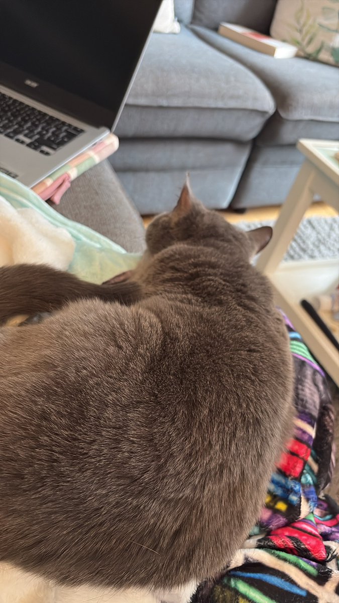 Paradi5eLibrary's tweet image. Anyone else’s pets keep them accountable when writing? 😅

Get back to it hooman… ✍🏻 

I’ve made a spreadsheet to organise my chapters - worked really well for book one so let’s see 🤔

How’s your writing going? 📖 

#WriterTweet #AmWriting #Cats #BookTweet #AuthorTweet