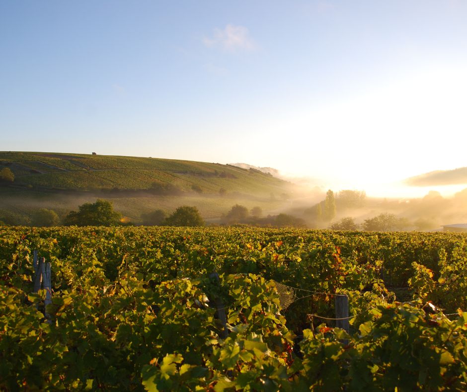🚨 De 2 à 72 hectares en 70 ans : l'histoire inspirante de #HenriBourgeois à #Sancerre ! Pionnier de la vinification parcellaire, le domaine sublime les Monts Damnés et ses marnes kimméridgiennes. C'est l'ambassadeur incontournable de la #Loire. 🔗 : fcld.ly/henri_bourgeois