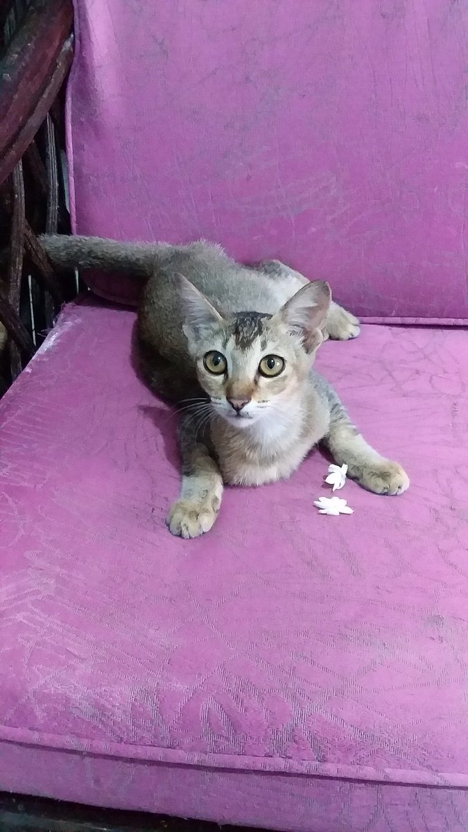 morens_crypto's tweet photo. Good Morning and Happy Thursday, Dear Boba Cat $PSPS 🤩😊🤩🙏🙏🙏💚💚💚🌅🌅🌅😻🐾😻🌼🌸🌼 https://t.co/Zf5cGtlOL9
