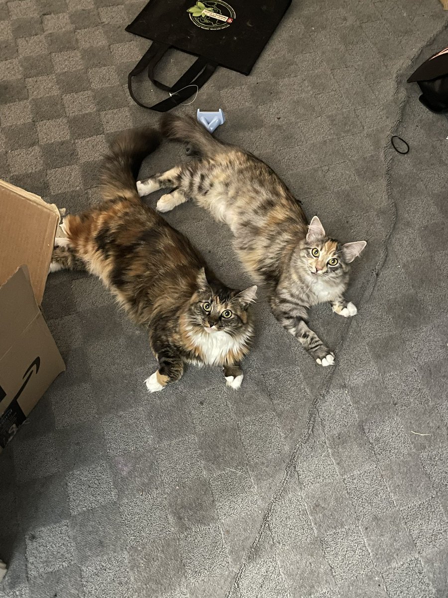 copycats😸