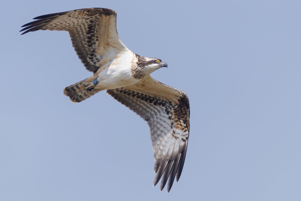 Mark Wright tweet media