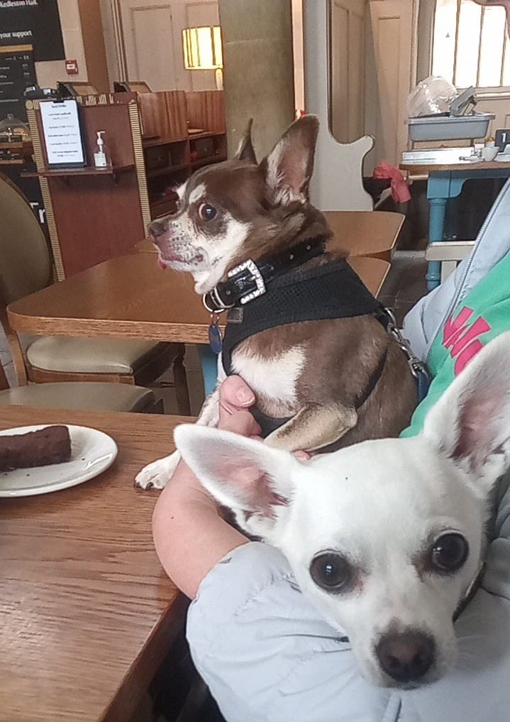 Billy Bear and Chums tweet media