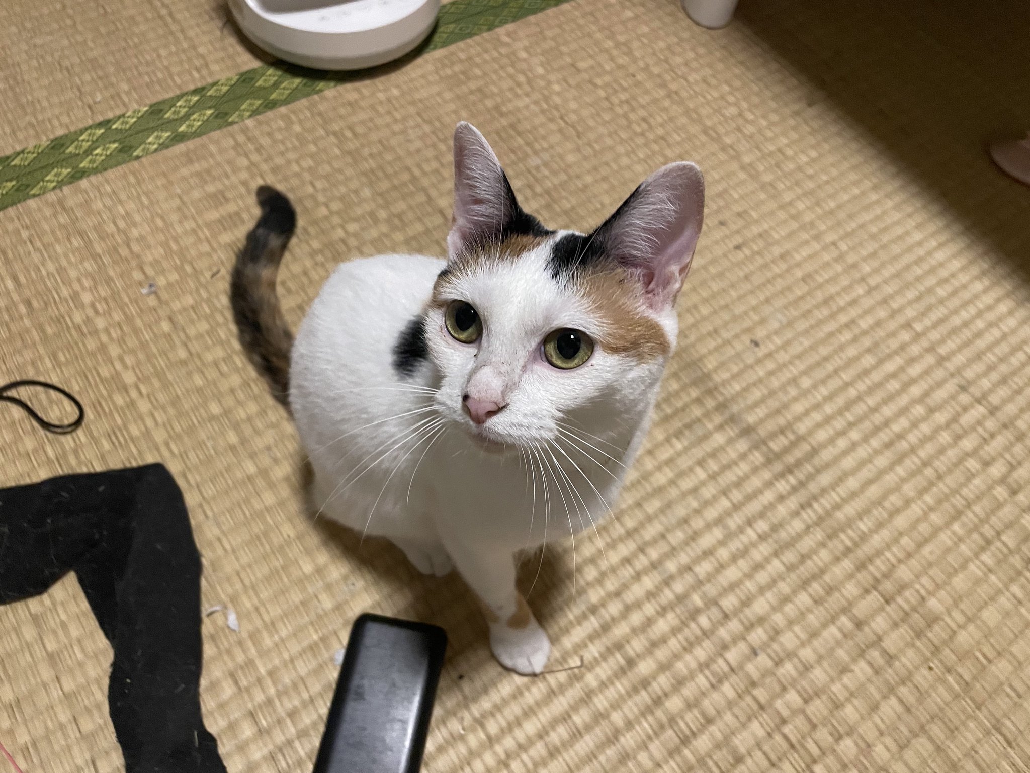 にゃんちくだいすきくらぶ on X: 