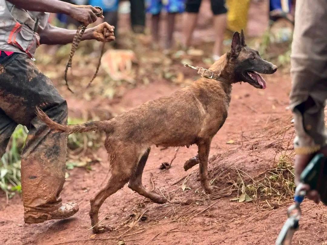 Sultan de Conakry tweet media